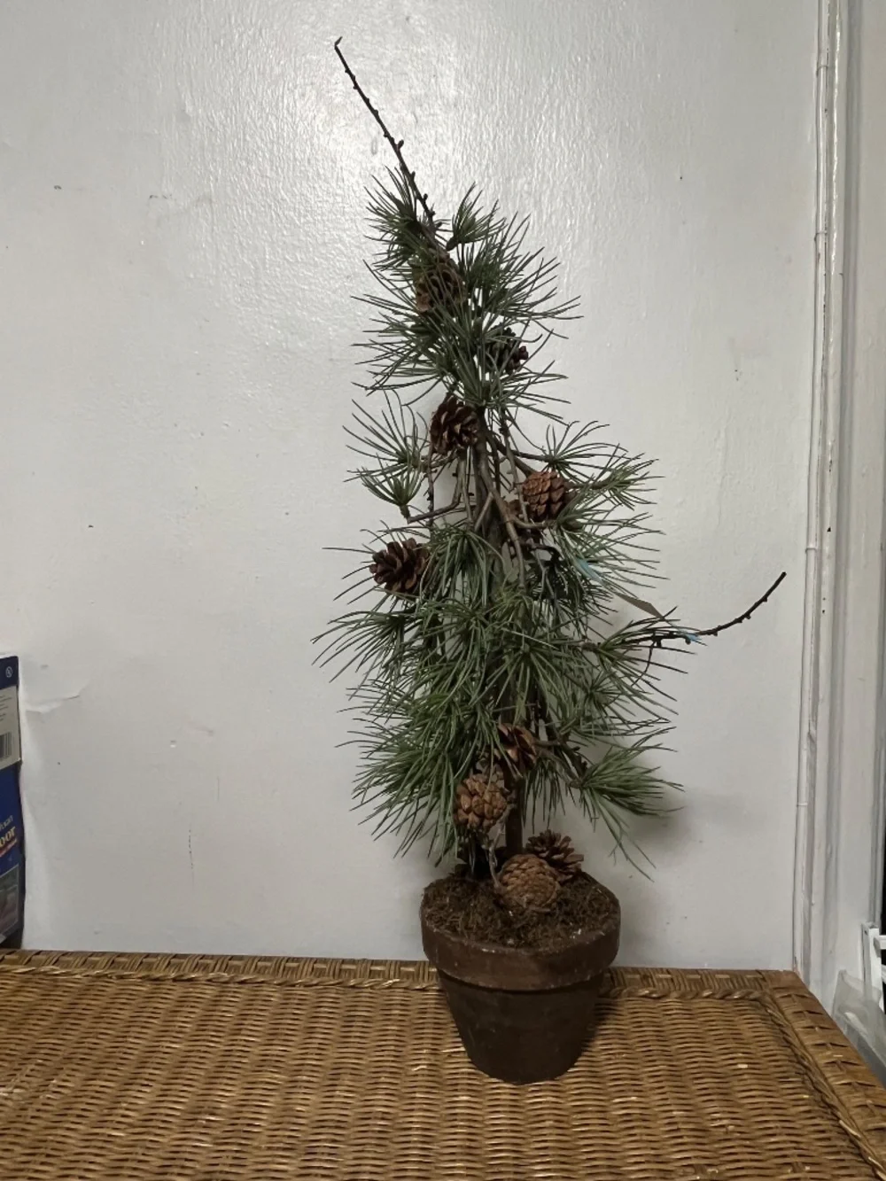 West Elm Faux Potted Pine Tree with pinecones.  Approx. 3ft.